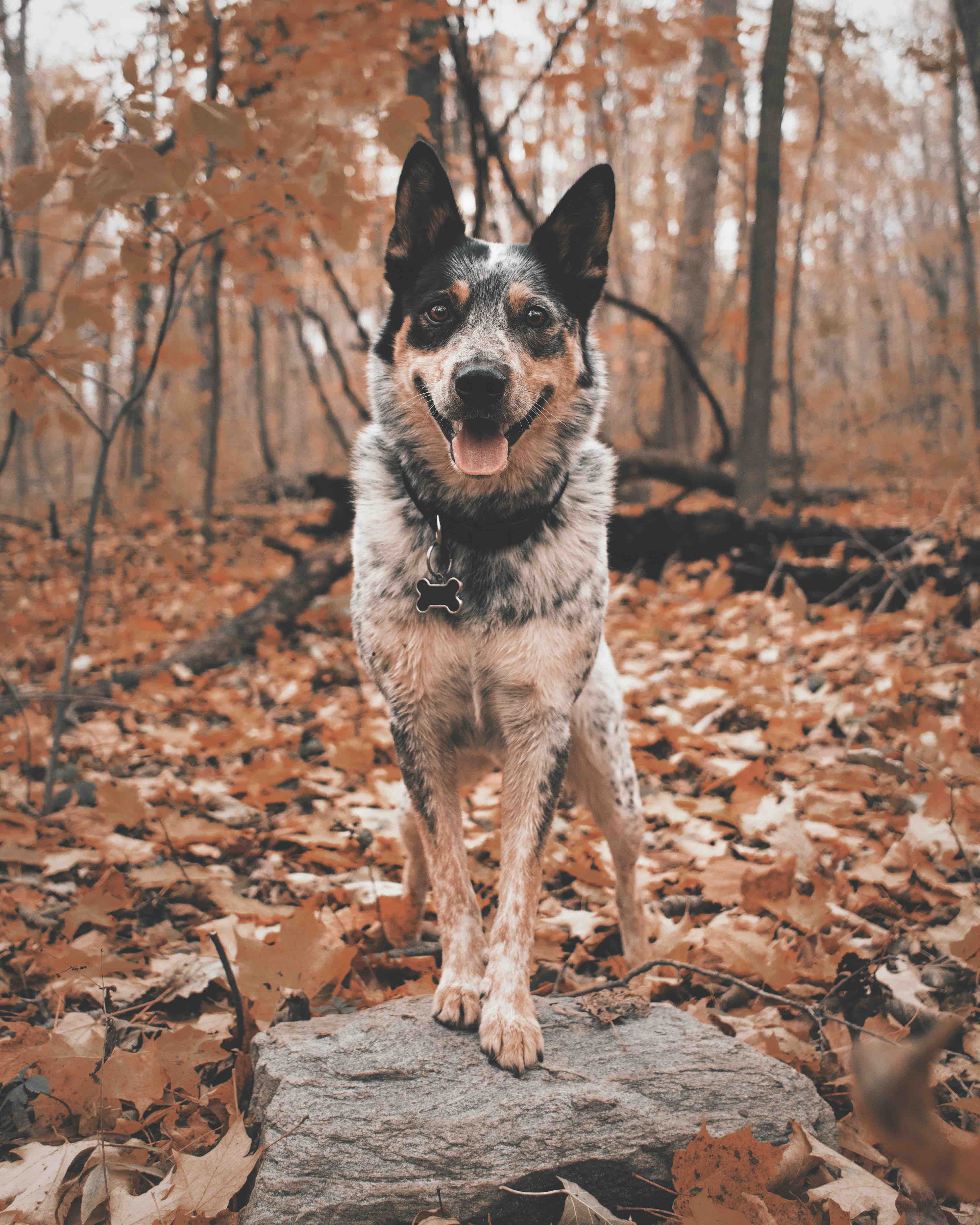 Picture of a dog in the leaves, photo by Daniel Lincoln, via Unsplash
